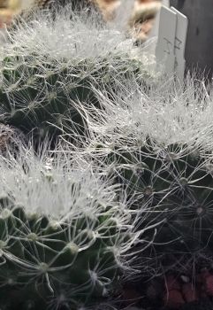 Mammillaria scheinvariana